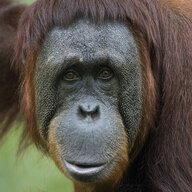 Neformal_Intelligent