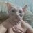 Ken_Florensoo